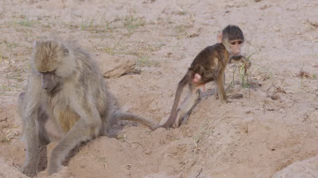 Baboon family eating