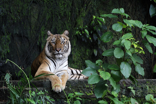 The Sumatran Tiger. They become endangered species, since the population is not more than 500 tigers today.