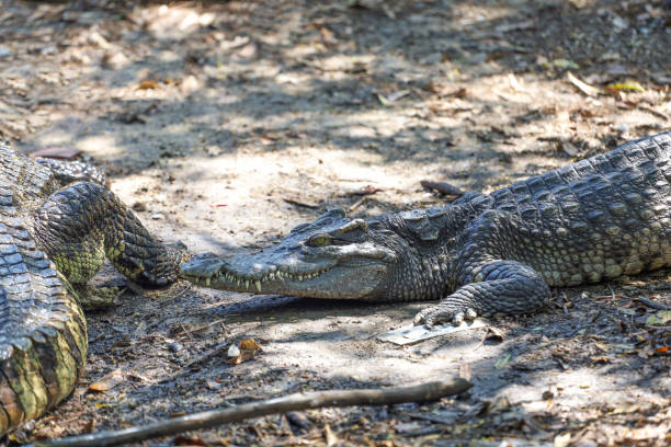 istock The thai crocodile rest on the garden 1493195930