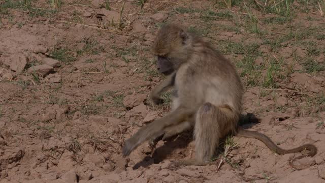 Warthog and baboon looking for food together