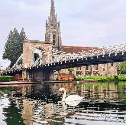 Swan on the river with old bridge, church, river thames Marlow UK
