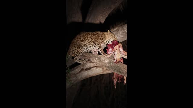 Leopard with antelope carcass