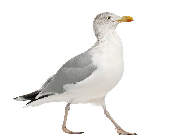 istock European Herring Gull, Larus argentatus 149320035