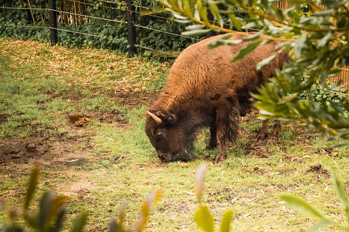 A large American Bison is grazing in an outdoor enclosure on a sunny day in a zoo