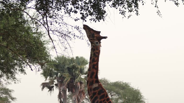 Kibale National park Giraffe in Uganda