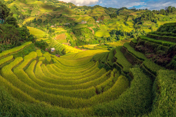 istock Terraced rice field in Mu Cang Chai, Vietnam 1493207227