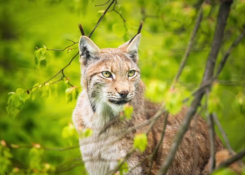 Calling young eurasian lynx (Lynx lynx), walking on a meadow.