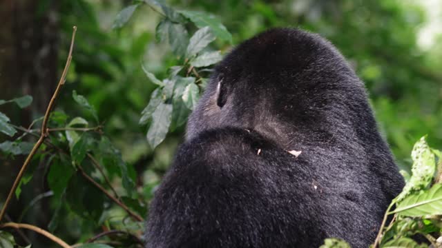 Mountain gorilla alone in the forest