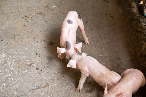 piglet on a farm soiled