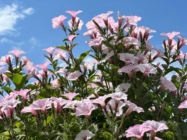 istock Petunia pink flowers on blue sky. 1493210384