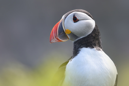 Atlantic Puffin Bird

Please view my portfolio for more wildlife related photos