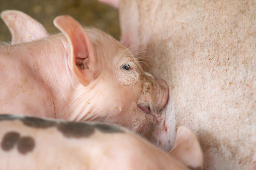 Piglets on a farm are soiled, feeding on their mother's milk.