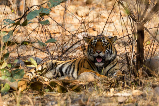 istock A fully grown royal bengal tiger cub looking directly into the camera lens between two tree at Ranthambore National Park in the wild 1493213130