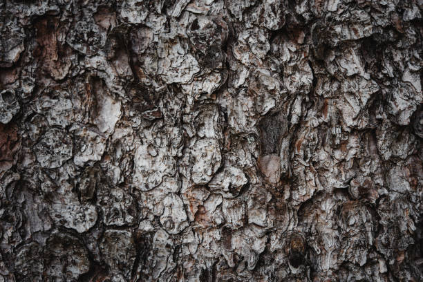 istock Close up of spruce bark 1493213614