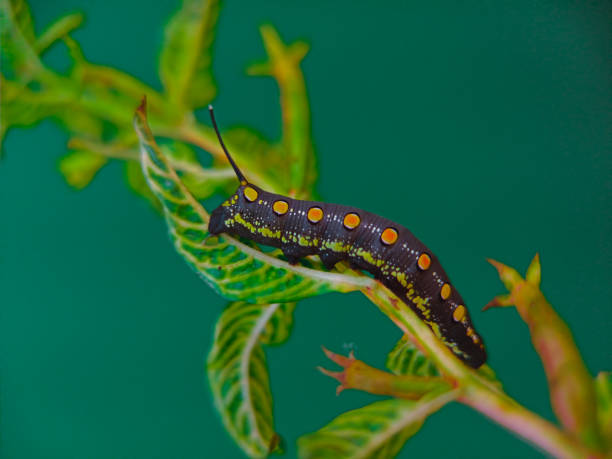 istock Caterpilar eating leaves 1493214137