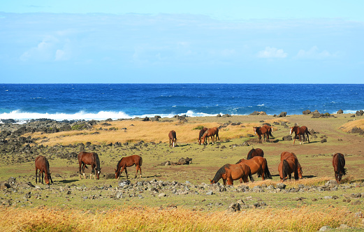 Herd of wild horses grazing in the meadow of Pacific ocean coast, Easter island, Chile, South America
