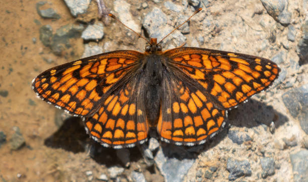 Northern Checkerspot subspecies eremita sunbathing on a trail Northern Checkerspot subspecies eremita sunbathing on a trail. Joseph D. Grant County Park, Santa Clara County, California, USA. sunning butterfly stock pictures, royalty-free photos & images