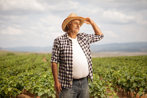 Mature farmer standing on a field and looking in distance
