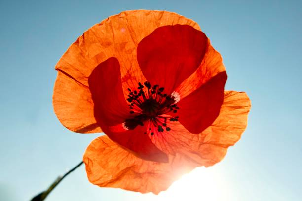istock Poppy flower against blue sky 1493223221
