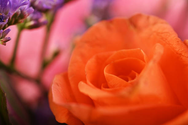 Beautiful orange roses surrounded by stunning floral arrangement in a studio setup on a reflective surface with light from behind. Inspirational as roses are the flower of love