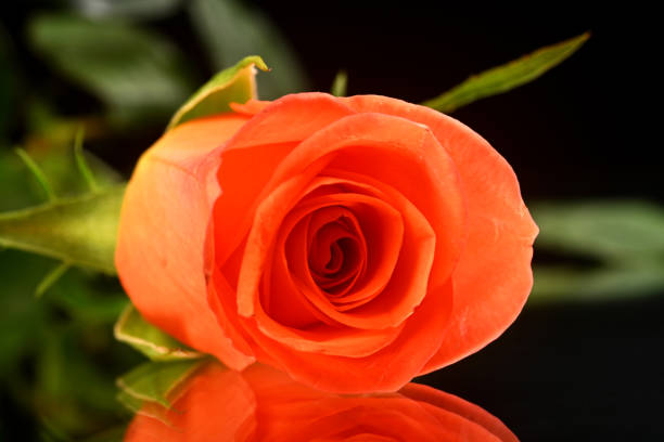 rose isolated on white background