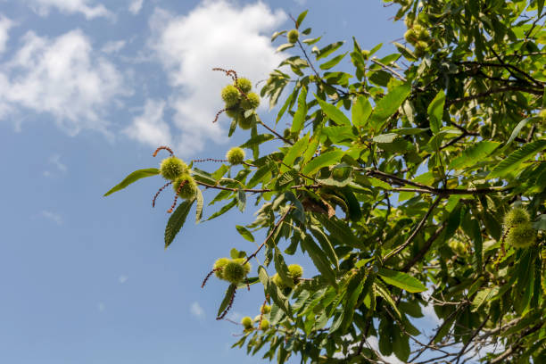 istock Edible chestnut (Castanea sativa) branches with fruits close-up 1493224539