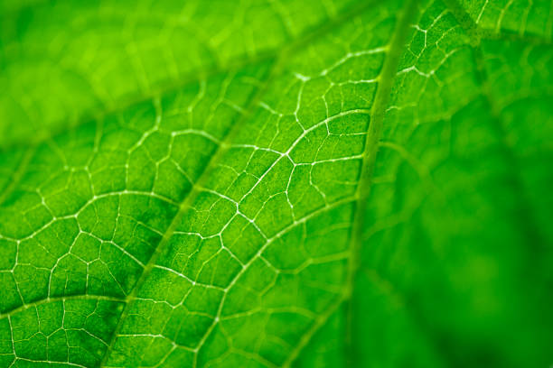 istock Texture of a green cucumber leaf 1493224552