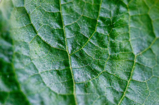 Texture of a green cucumber leaf