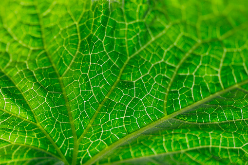 Texture of a green cucumber leaf