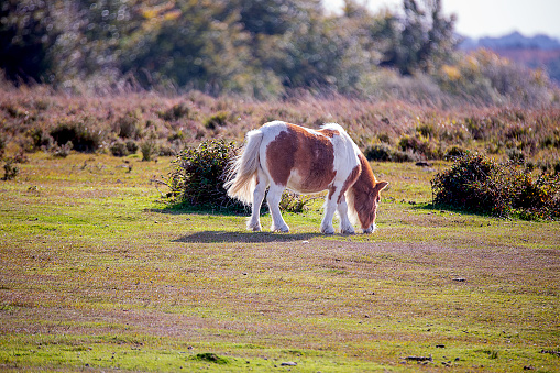 Pony on the field - New Forest - Uk - Sunny day