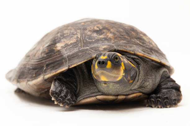 tortue d’amazone à taches jaunes, podocnemis unifilis sur fond blanc - turtle photos et images de collection