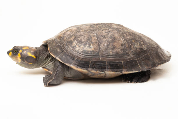 istock Yellow-spotted Amazon River Turtle, Podocnemis unifilis on white background 1493225881