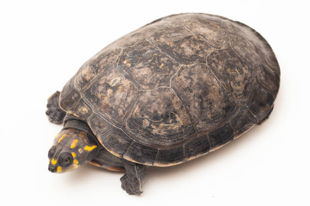 Yellow-spotted Amazon River Turtle, Podocnemis unifilis on white background