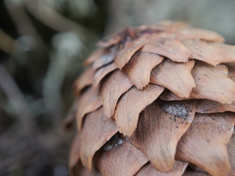 A close-up of a brown spruce cone