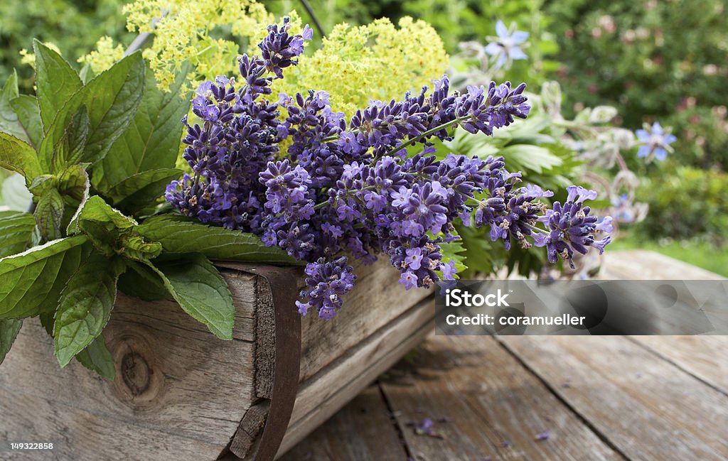 herbs basket with peppermint and lavender Basket Stock Photo