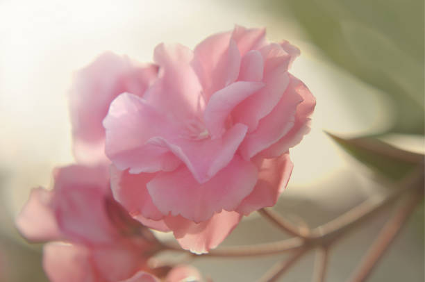 istock Pink nerium oleander in full flower, oleanteri 1493229489