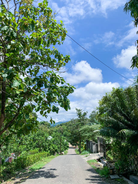 istock Countryside alley, tranquil road. 1493229569