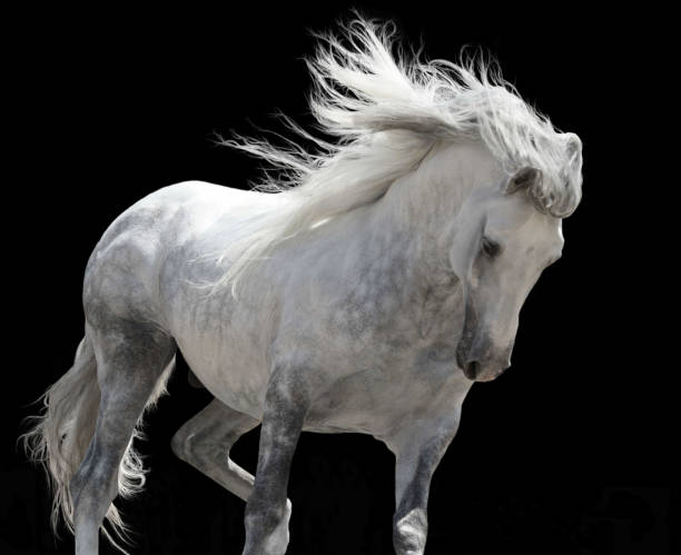 istock White stallion with long mane, black background 1493229716