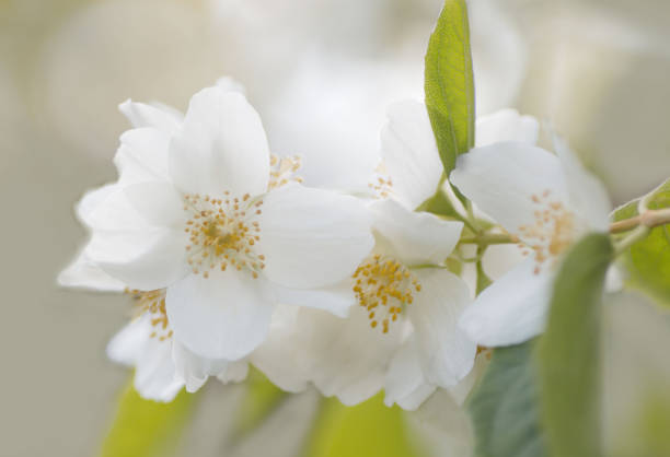istock White jasminen flowers in summer morning 1493229946