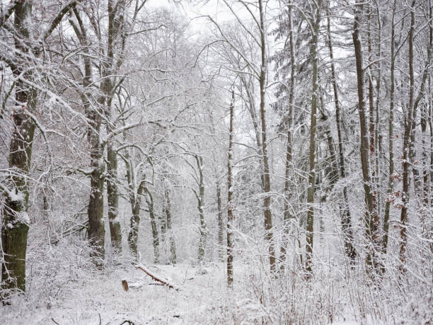 istock A snow-covered forest on a sunny winter day 1493230230