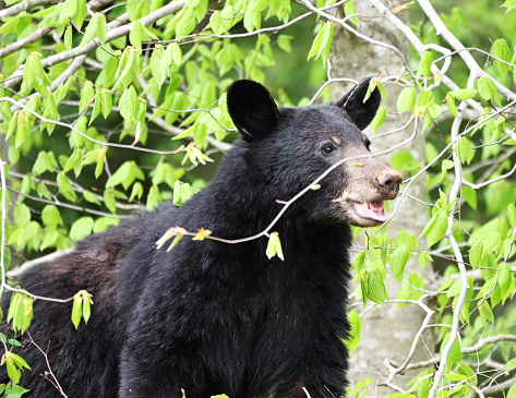 Black bear eating leaves in the woods.