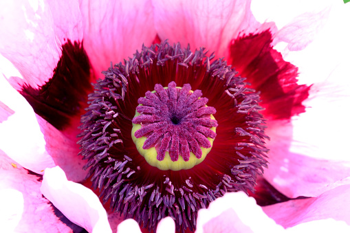 Poppy decorative bright beautiful flower close-up macro photography. Park and garden ornamental cultivated plants.