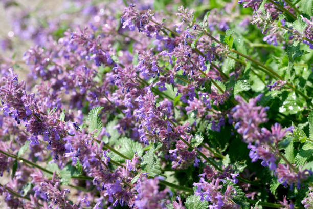 istock Blooming sage on a bright sunny summer day 1493231097