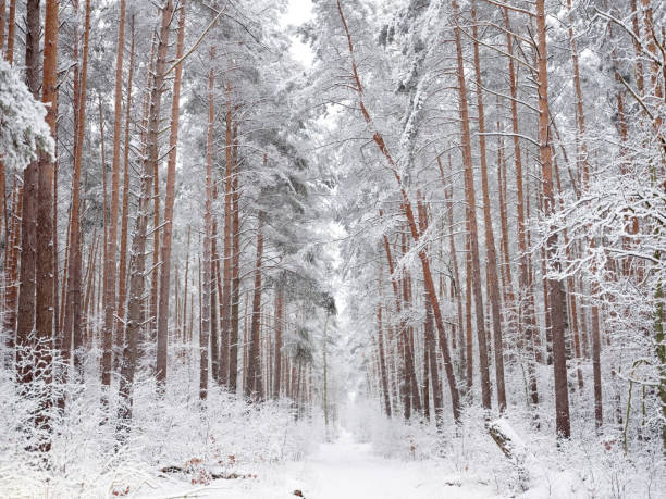istock A snow-covered forest on a sunny winter day 1493231238