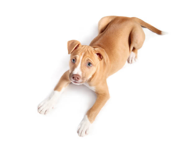 istock Top view of puppy lying and looking up on white background. 1493231484
