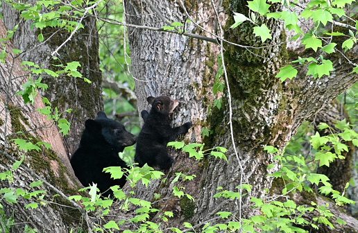 Momma bear and cub in big, tall tree.