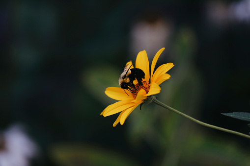 A bumblebee on a yellow daisy.