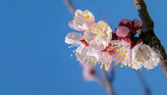 Several light pink peach blossoms blooming on a tree branchs. backgroudn is blue sky.