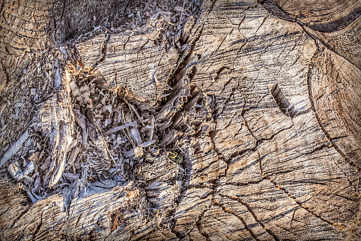 Old weathered rotten cut stump, coarse top cross section, with visible rough saw marks, vignette background.