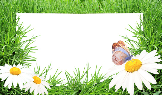 Sheet of white paper in green grass. Copy space for text. Mock up template. Sunny nature spring background. Summer scene with butterfly and chamomile flower in rays of sunlight. Close-up or macro